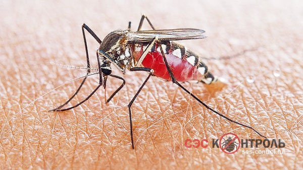 Укус комара. Симптомы, лечение и способы защиты от комаров
